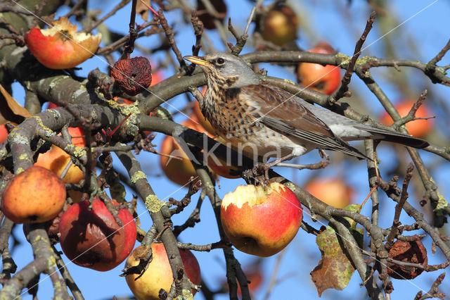 Kramsvogel (Turdus pilaris)