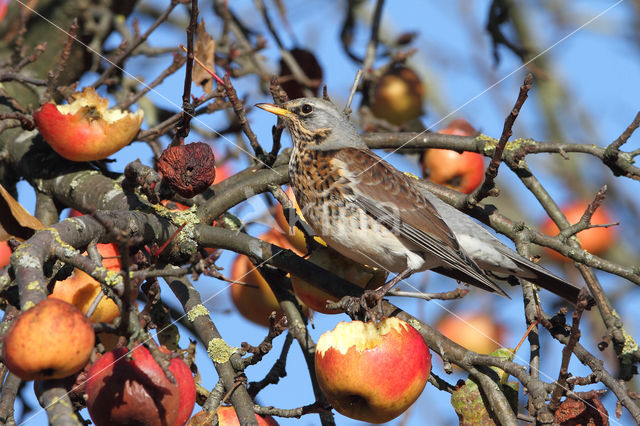 Fieldfare (Turdus pilaris)