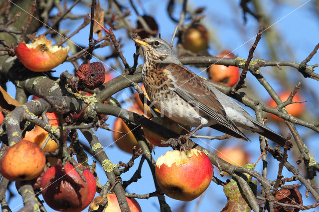 Fieldfare (Turdus pilaris)