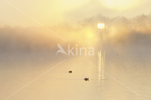 Common Coot (Fulica atra)