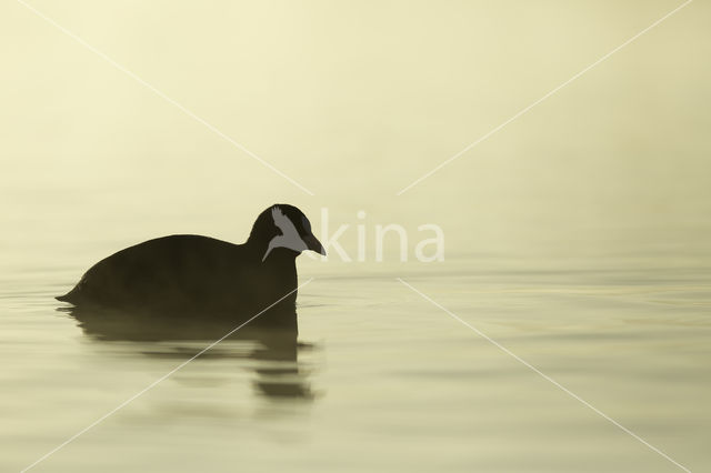 Common Coot (Fulica atra)