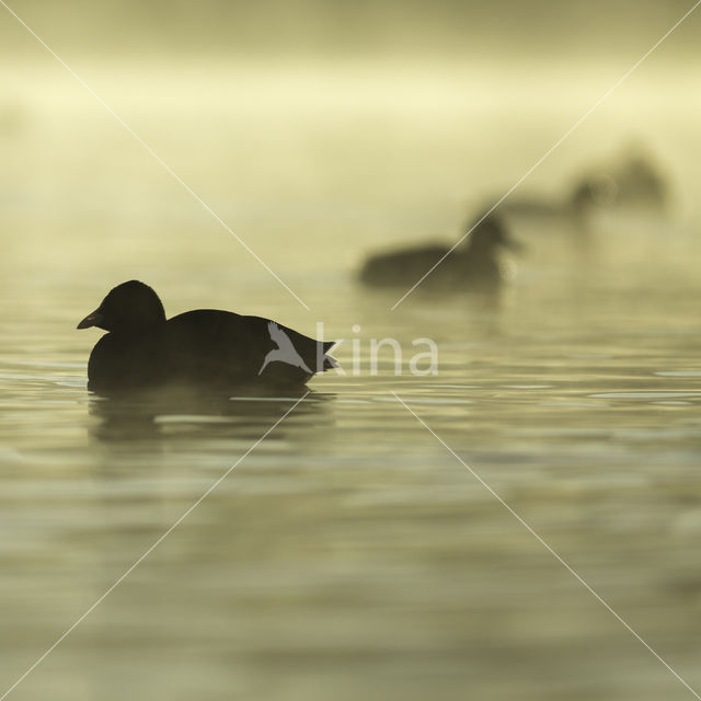 Common Coot (Fulica atra)