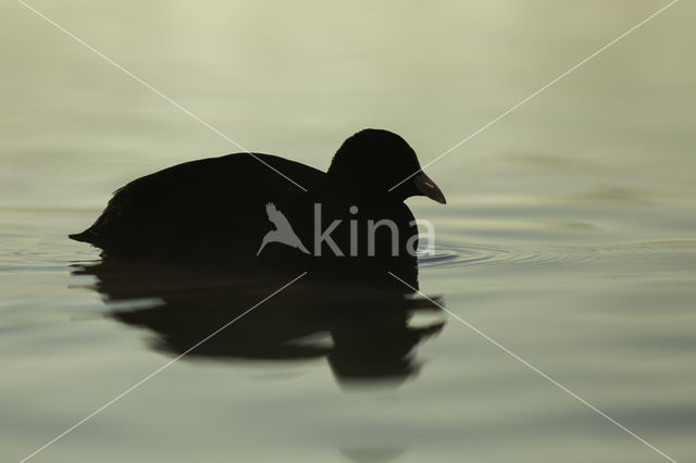 Meerkoet (Fulica atra)