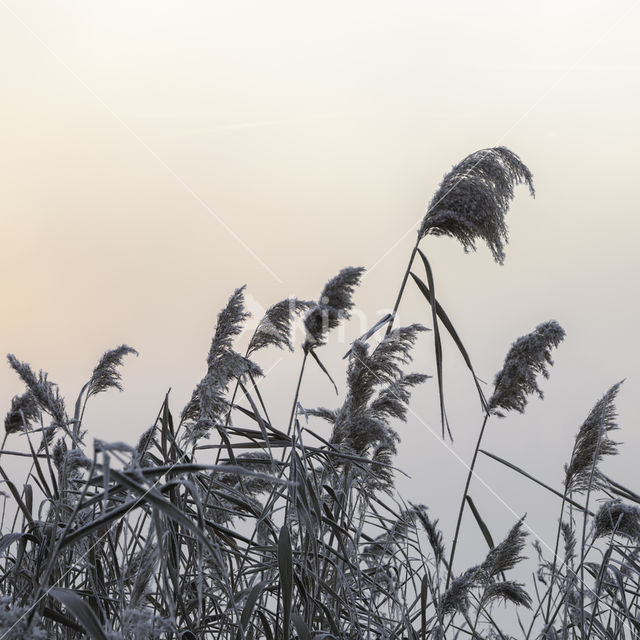 Common Reed (Phragmites australis)