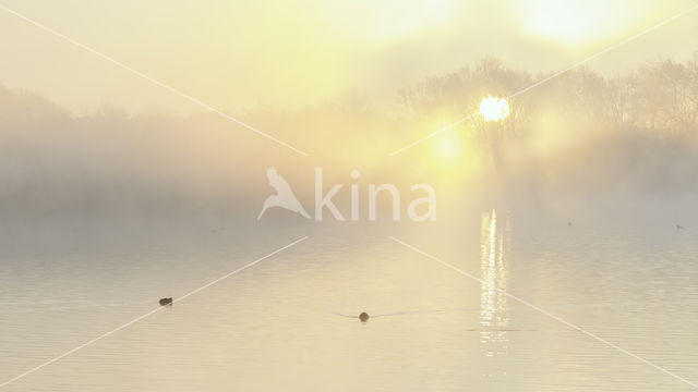 Common Coot (Fulica atra)