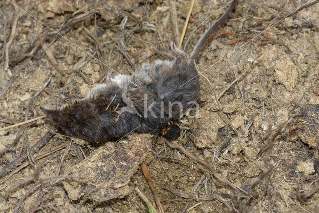 Common Burying beetle (Nicrophorus vespilloides)