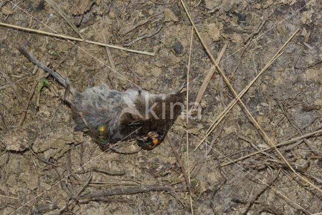 Common Burying beetle (Nicrophorus vespilloides)