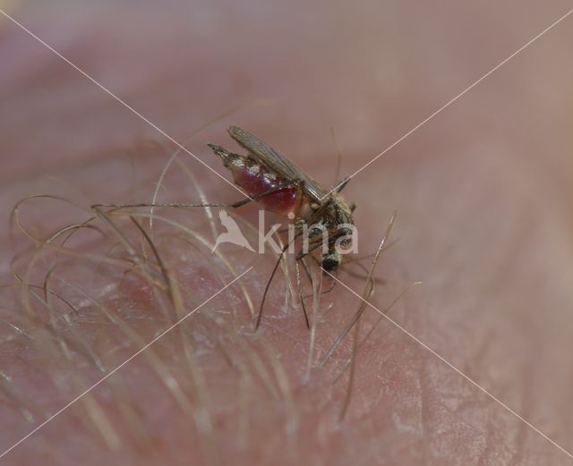 Steekmug (Culex pipiens)