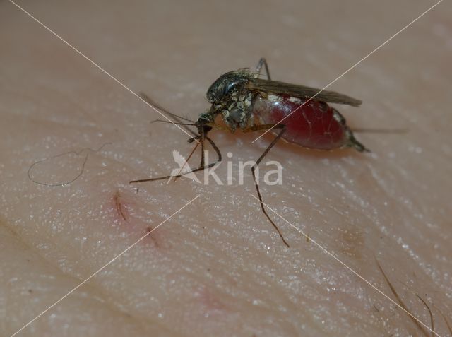 northern house mosquito (Culex pipiens)