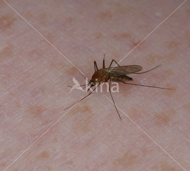 northern house mosquito (Culex pipiens)