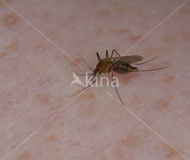 northern house mosquito (Culex pipiens)