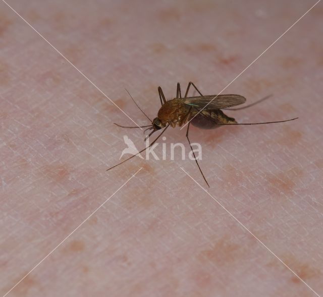 northern house mosquito (Culex pipiens)