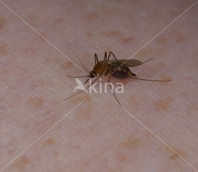 northern house mosquito (Culex pipiens)