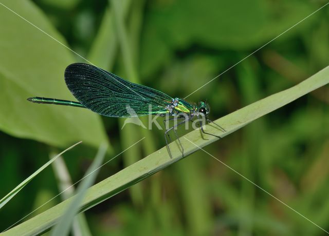 Beautiful Demoiselle (Calopteryx virgo)