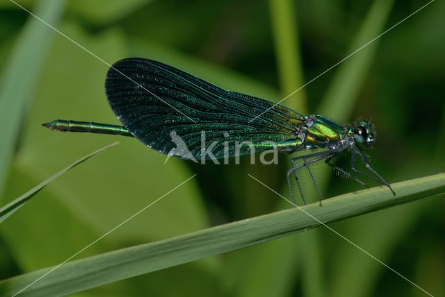 Beautiful Demoiselle (Calopteryx virgo)