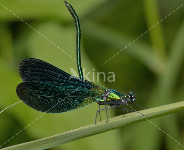 Bosbeekjuffer (Calopteryx virgo)