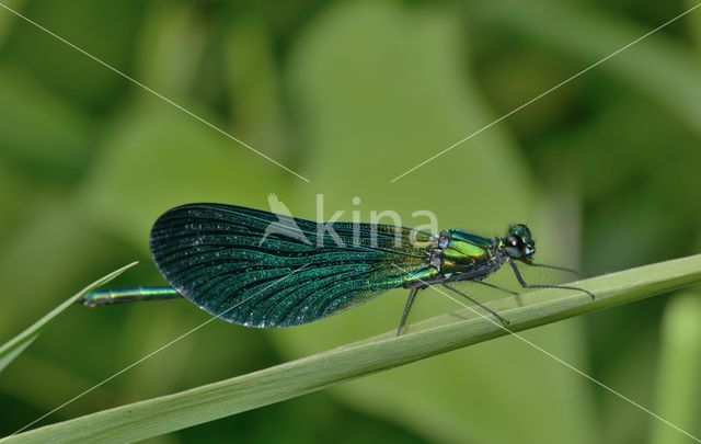 Bosbeekjuffer (Calopteryx virgo)