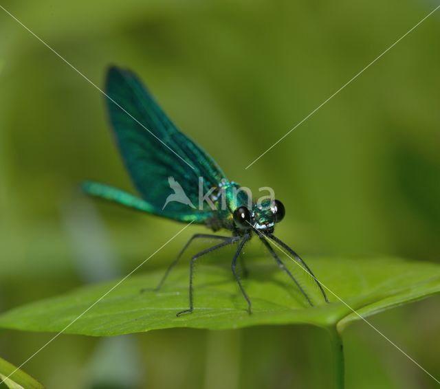 Bosbeekjuffer (Calopteryx virgo)