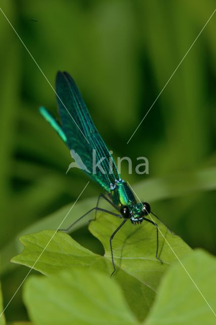 Beautiful Demoiselle (Calopteryx virgo)