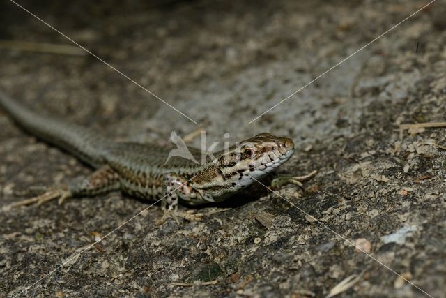 Wall Lizard (Podarcis muralis)