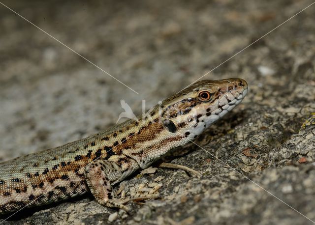 Wall Lizard (Podarcis muralis)