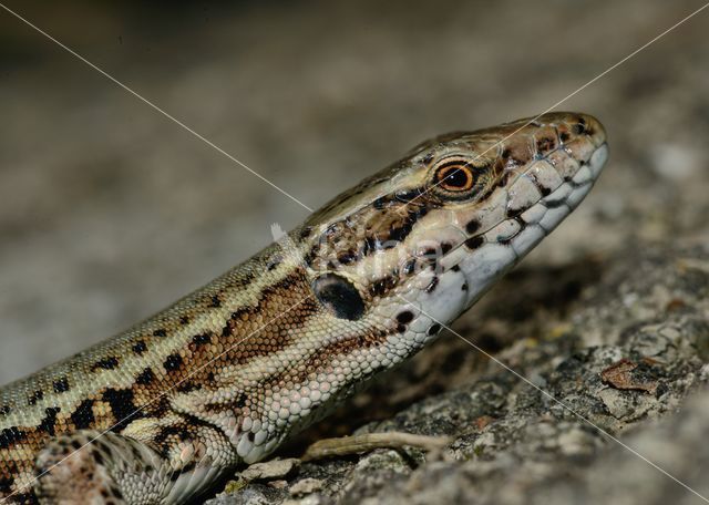 Wall Lizard (Podarcis muralis)