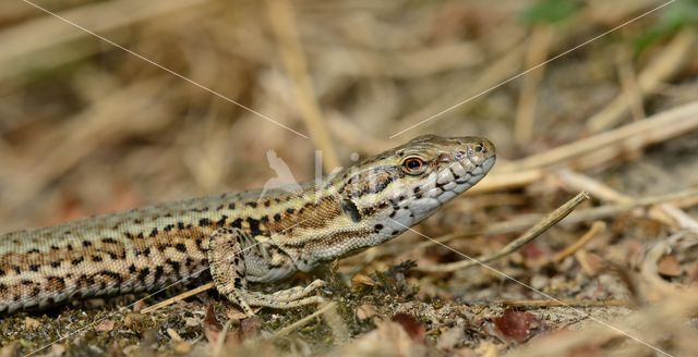 Muurhagedis (Podarcis muralis)