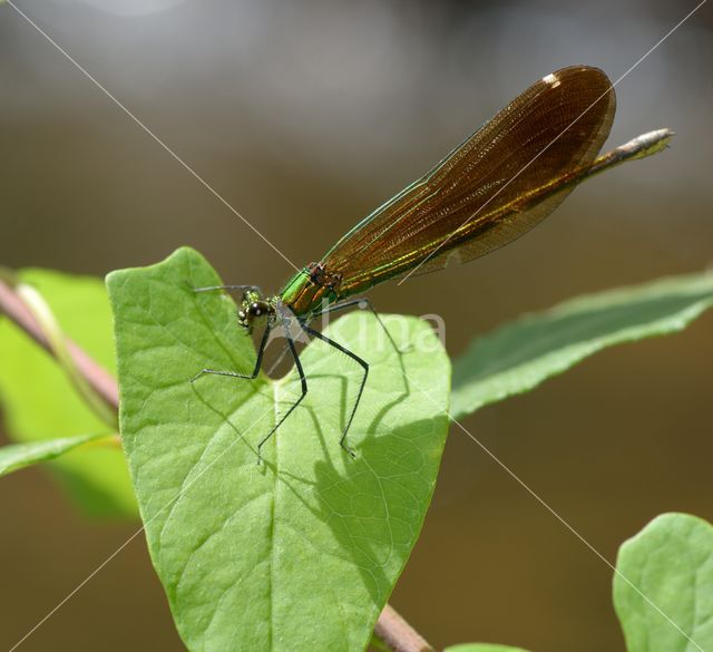 Beautiful Demoiselle (Calopteryx virgo)