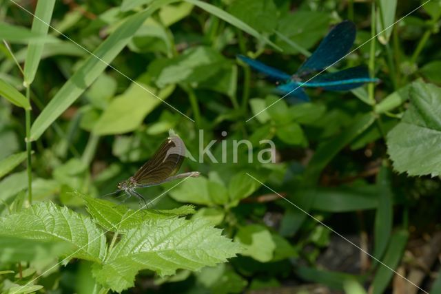 Bosbeekjuffer (Calopteryx virgo)