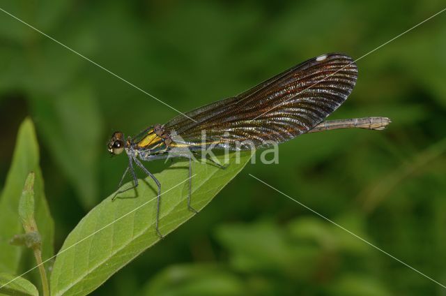 Bosbeekjuffer (Calopteryx virgo)