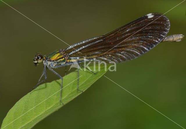 Bosbeekjuffer (Calopteryx virgo)