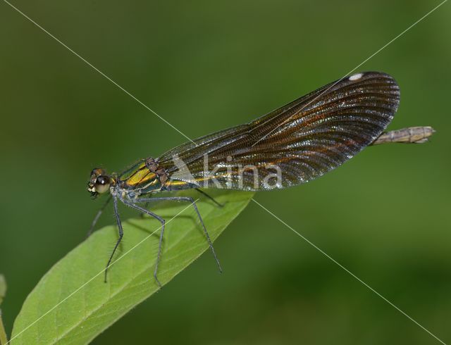 Beautiful Demoiselle (Calopteryx virgo)