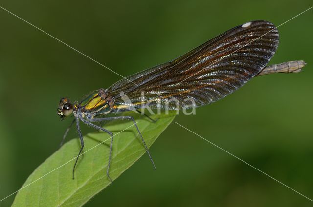 Beautiful Demoiselle (Calopteryx virgo)