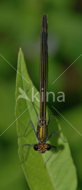 Beautiful Demoiselle (Calopteryx virgo)