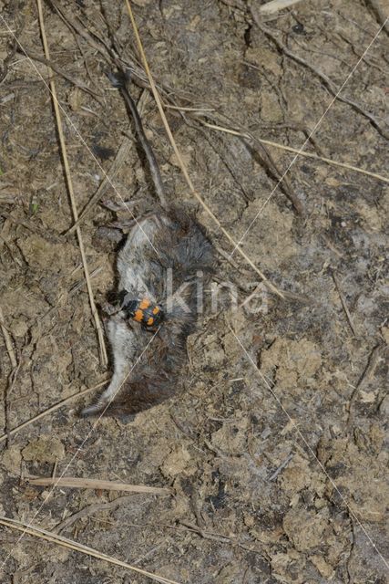 Common Burying beetle (Nicrophorus vespilloides)