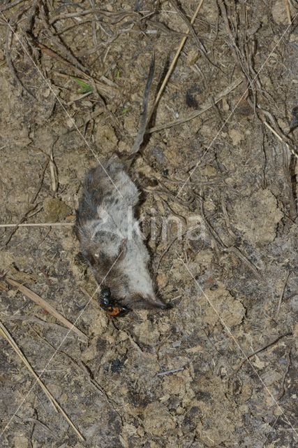 Common Burying beetle (Nicrophorus vespilloides)