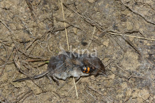 Gewone doodgraver (Nicrophorus vespilloides)