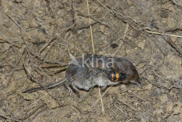 Common Burying beetle (Nicrophorus vespilloides)