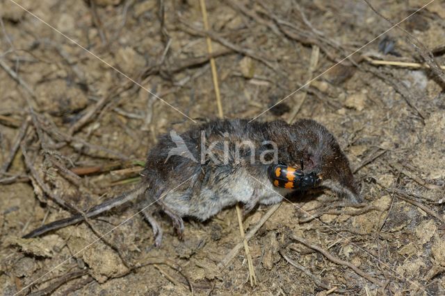 Gewone doodgraver (Nicrophorus vespilloides)