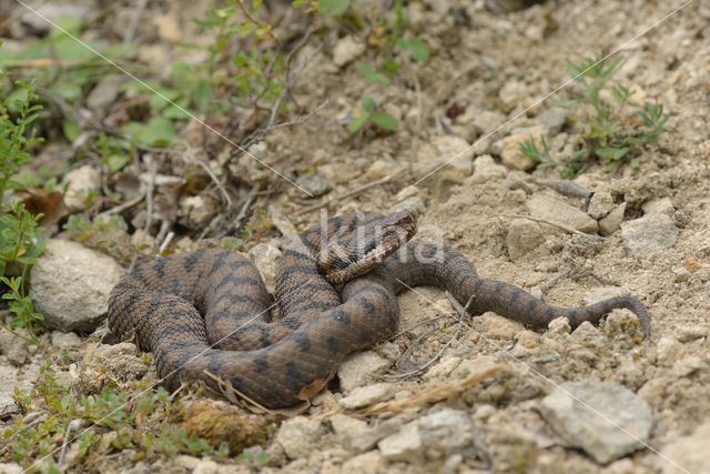 asp viper (Vipera aspis)