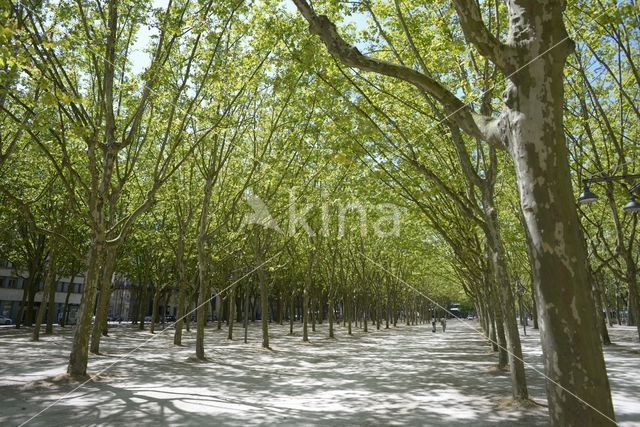 Bordeaux