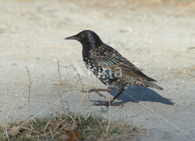 Spreeuw (Sturnus vulgaris)