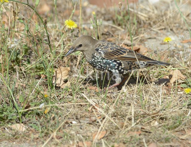 Spreeuw (Sturnus vulgaris)