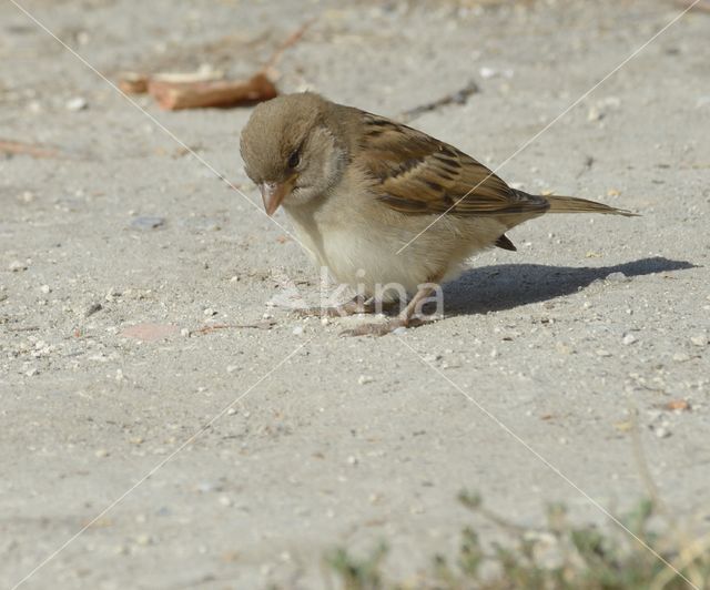 Huismus (Passer domesticus)