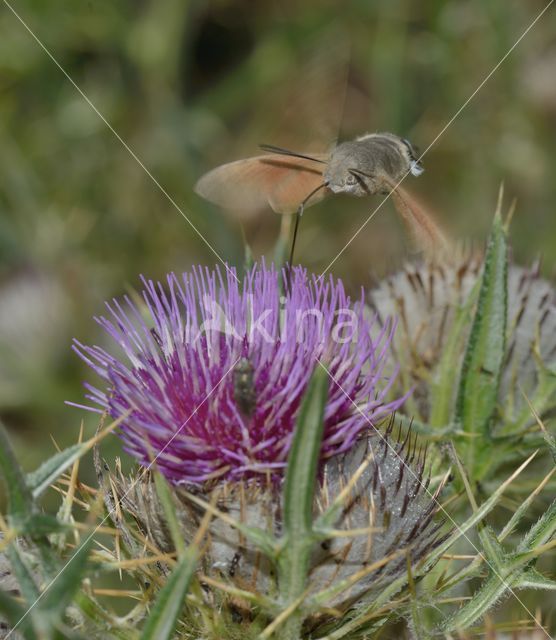 Kolibrievlinder (Macroglossum stellatarum)