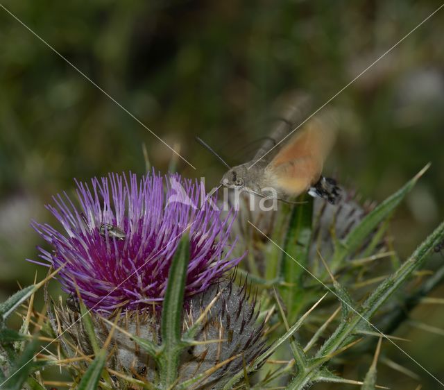 Kolibrievlinder (Macroglossum stellatarum)