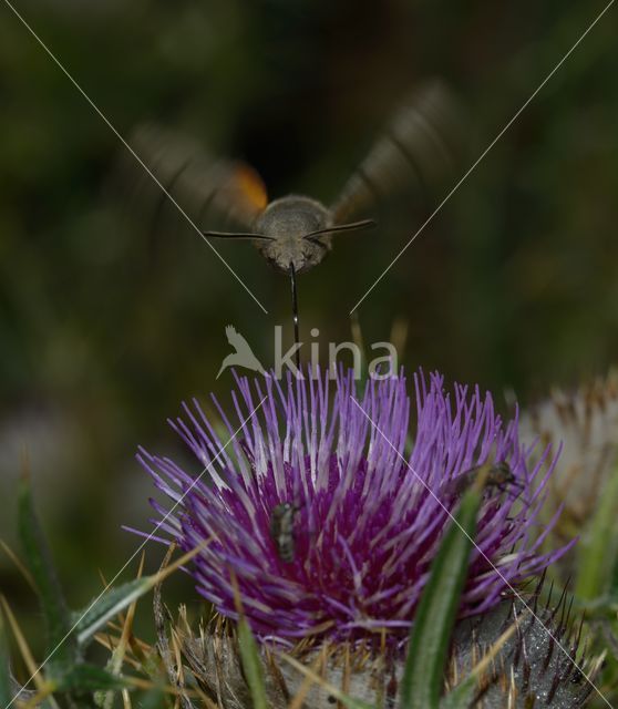 Humming-bird Hawk-moth (Macroglossum stellatarum)