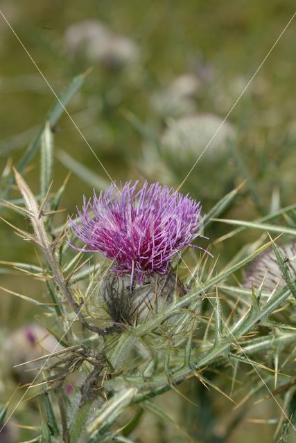 Thistle (Carduus spec.)