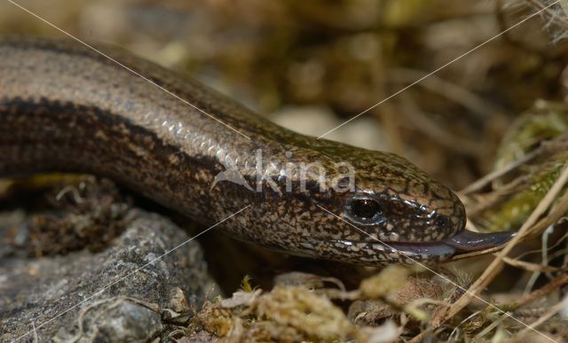 Hazelworm (Anguis fragilis)