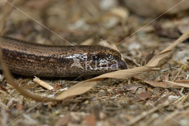 Hazelworm (Anguis fragilis)